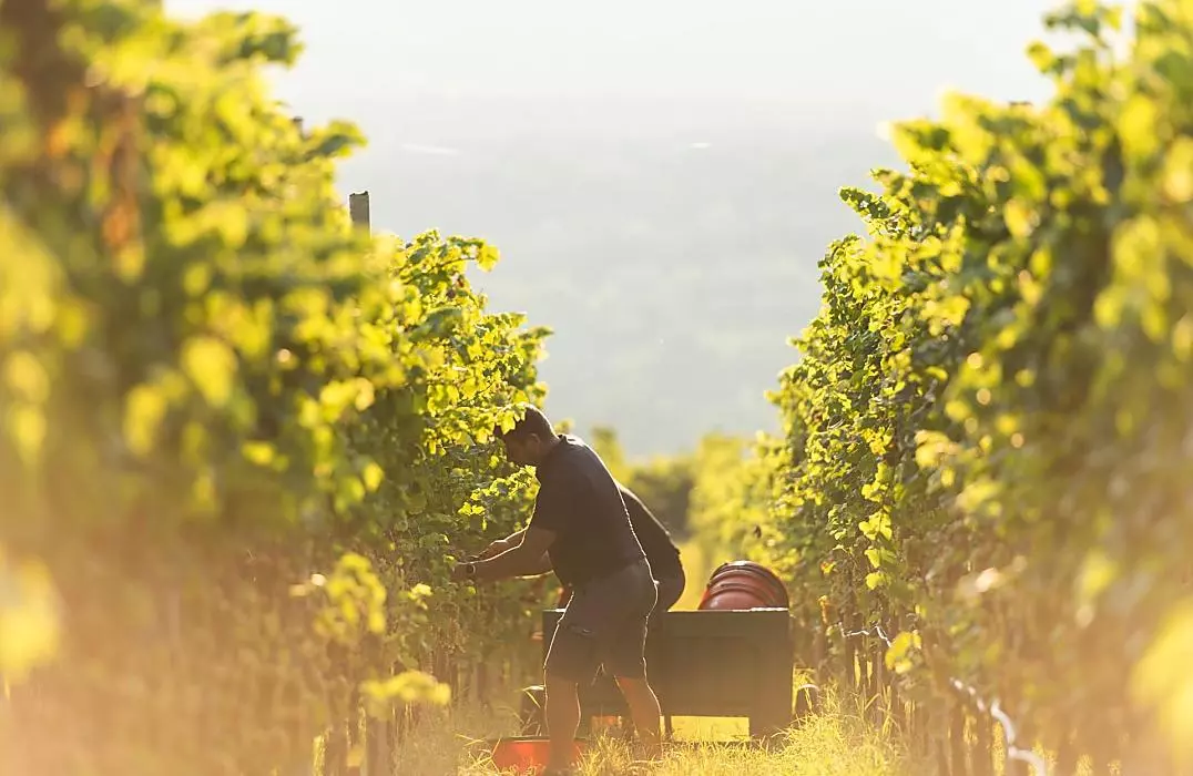 Golf und Wein Südtirol